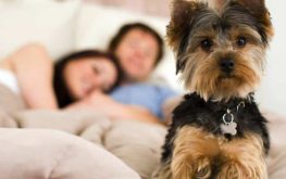 Echo At North Point a Echo At North Point a